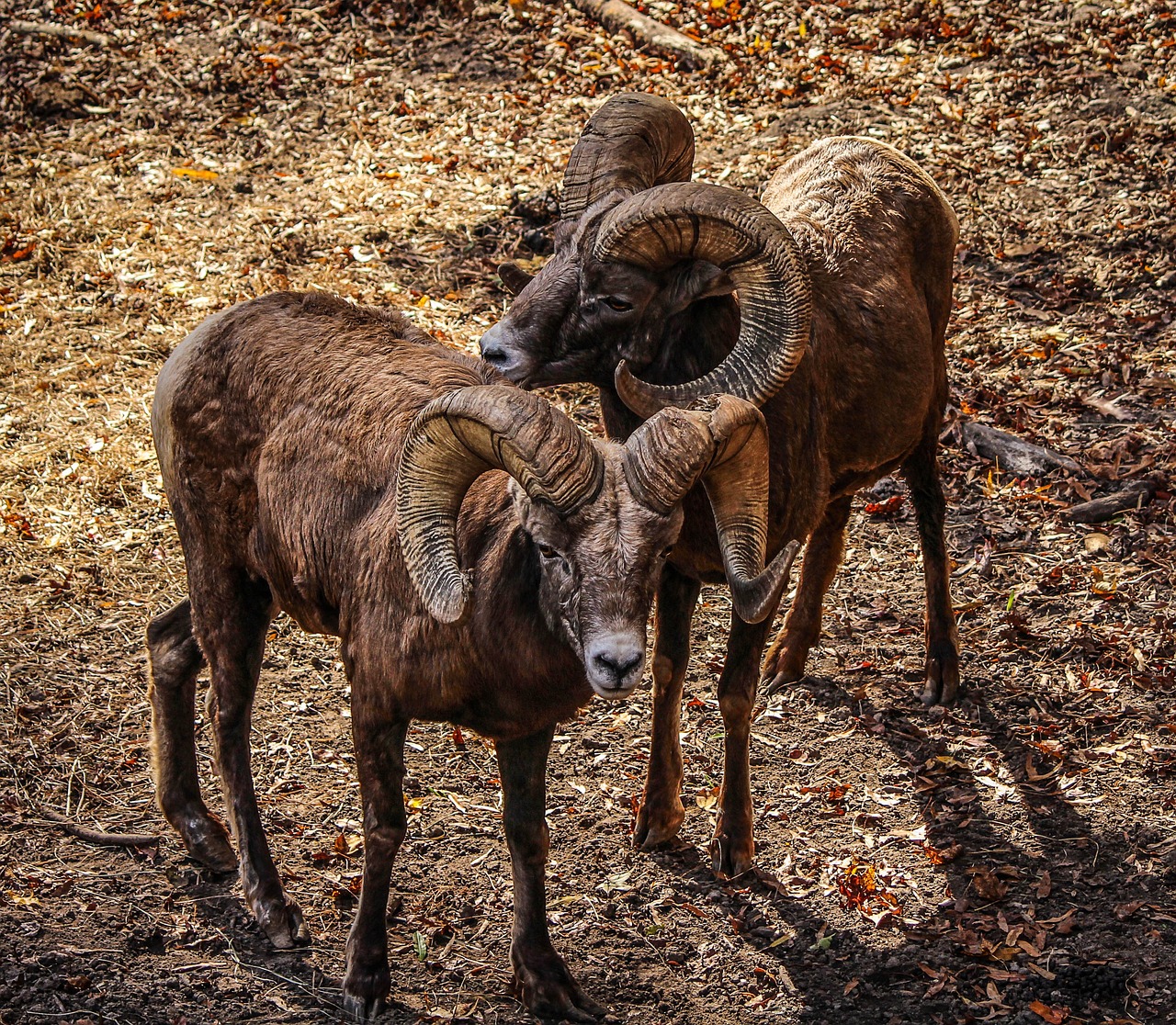 The Best Wildlife Viewing in Glacier National Park